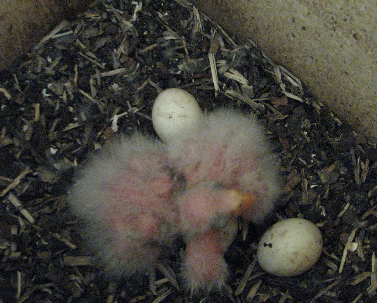 EATERN ROSELLA CHICKS DAY 7